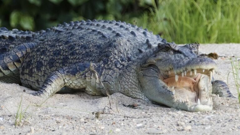 Queensland’s Crocodile-Infested River Approved for 2032 Olympic Rowing
